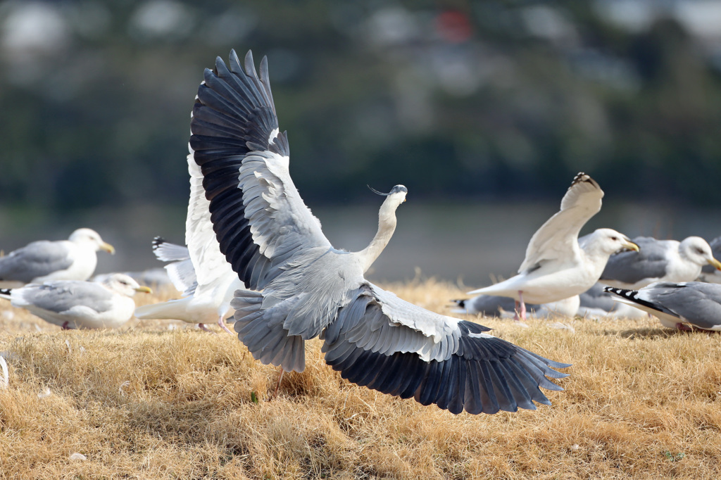 羽広げると大きいに