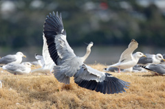 羽広げると大きいに