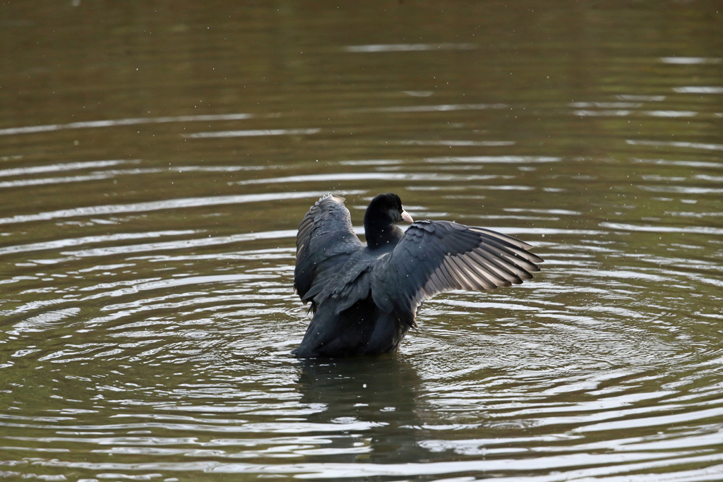 オオバン定番写真