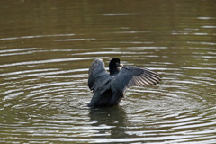 オオバン定番写真