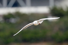 ユリカモメセーフ