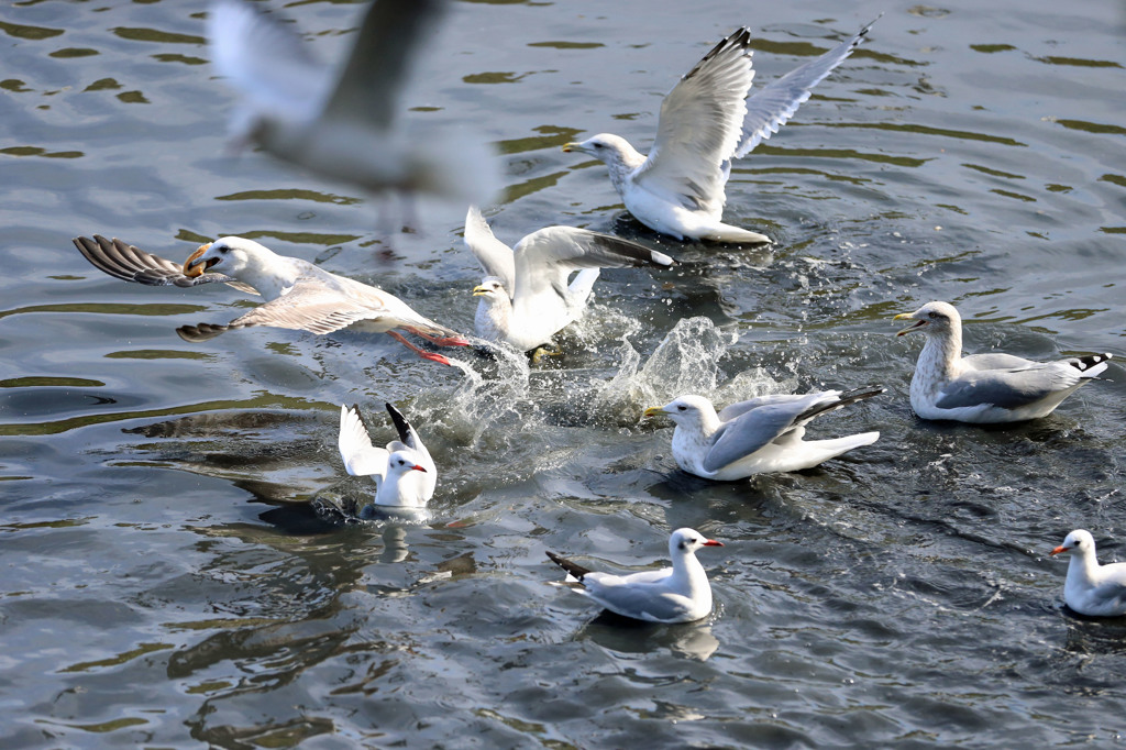 今日も元気に争奪戦