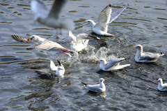 今日も元気に争奪戦