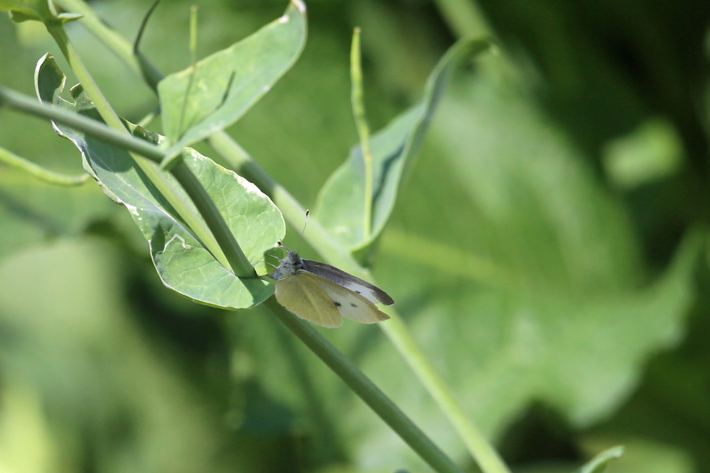 たぶんモンシロチョウ