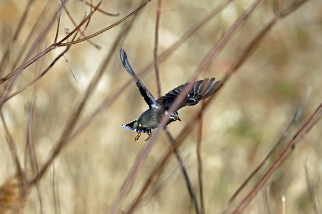 ムクドリ飛び出し