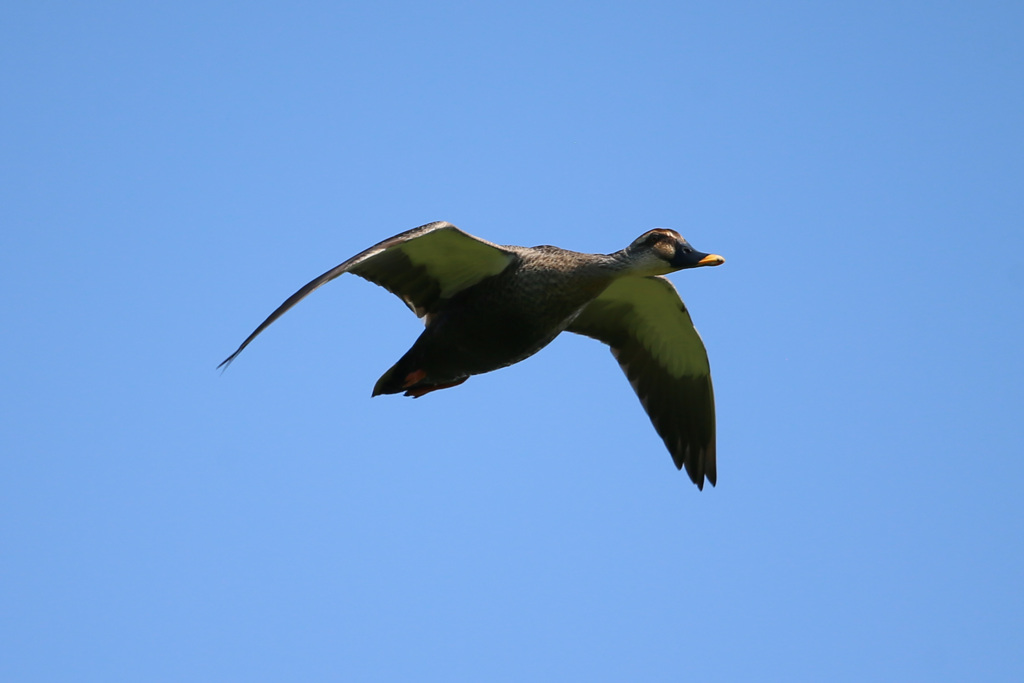 カルガモ飛ぶ
