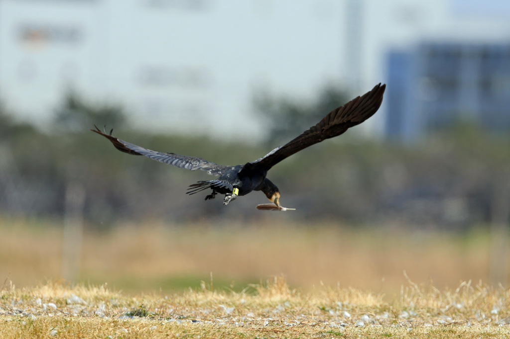 プレゼント落ちる