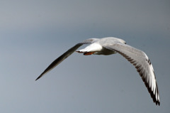 後ろ姿もかっこいいかな