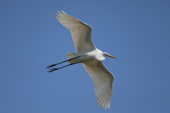 青空とダイサギ