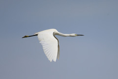 コサギの飛び方その2