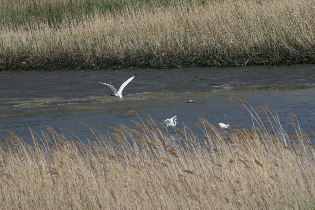 ダイサギ見つけ