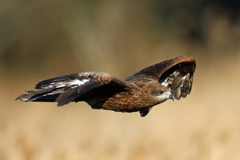 翅がボロボロ-1