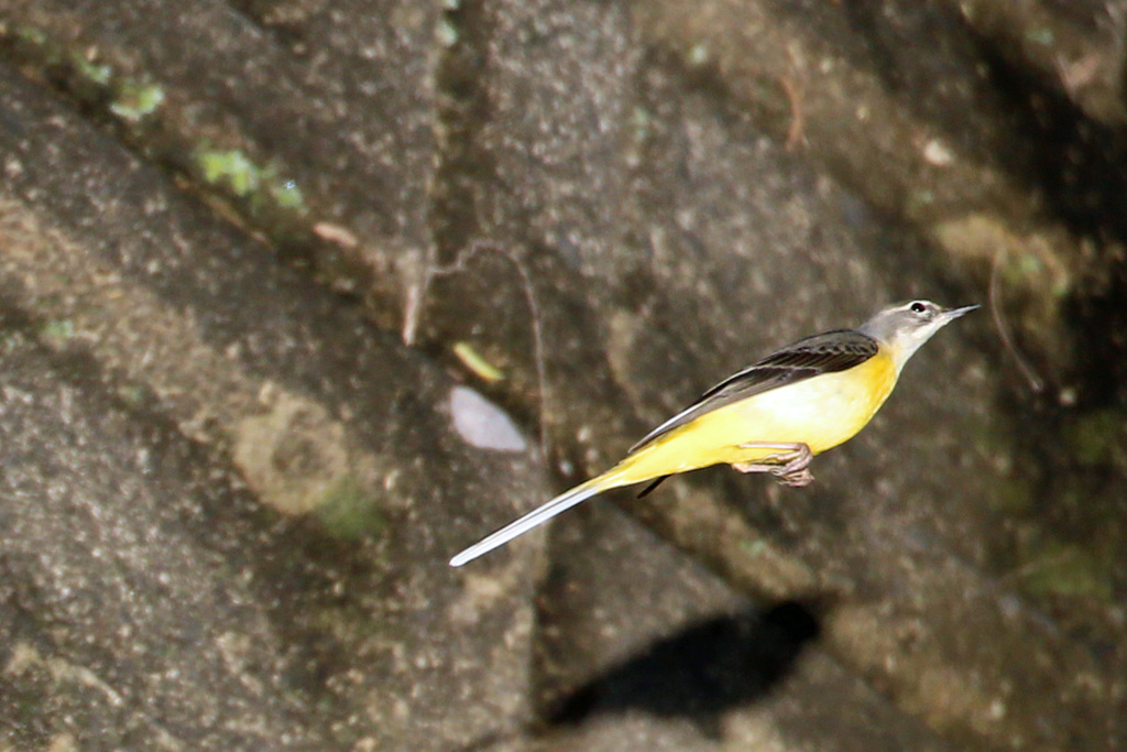 キセキレイ飛ぶ-1