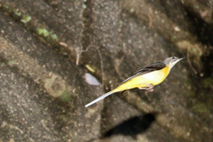 キセキレイ飛ぶ-1