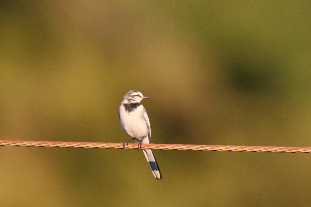もうすぐ冬です