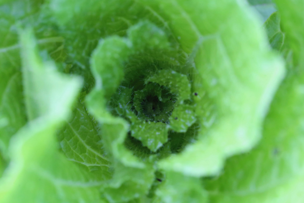 何の葉っぱでしょう