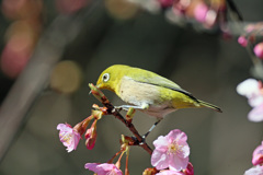 おっと落ちそう