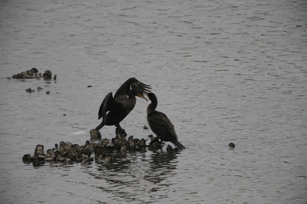 かあちゃん呼んだ