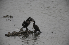 かあちゃん呼んだ