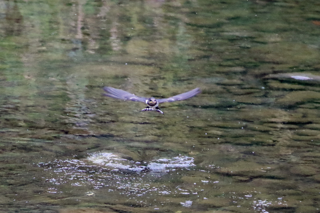 水浴び正面から