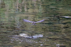 水浴び正面から