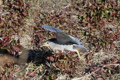 たまには飛び出し