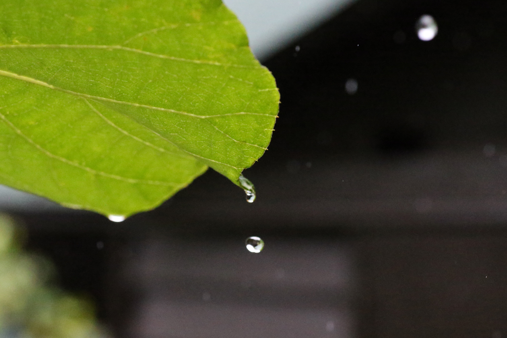 雨降り