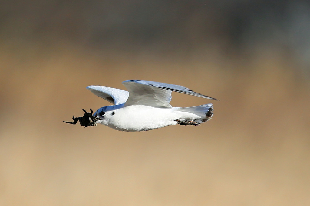 ズグロカモメカニゲット