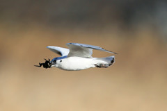 ズグロカモメカニゲット