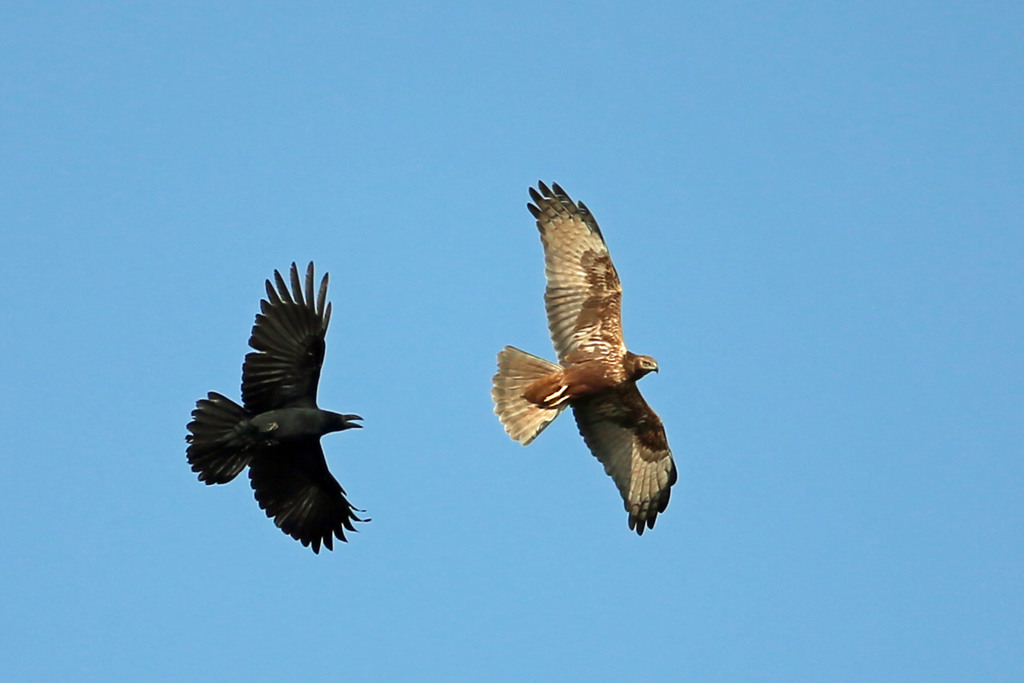 チュウヒ逃げる