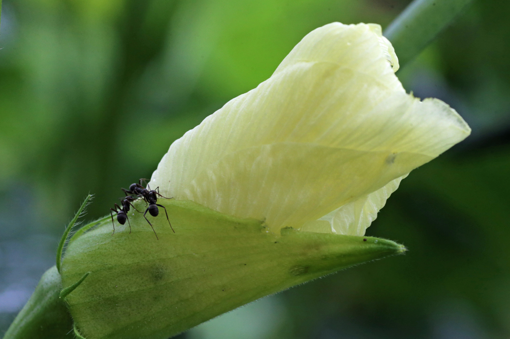 アリさん密談中