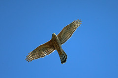 初めてサシバ幼鳥(^^♪