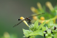 シオカラトンボ♀