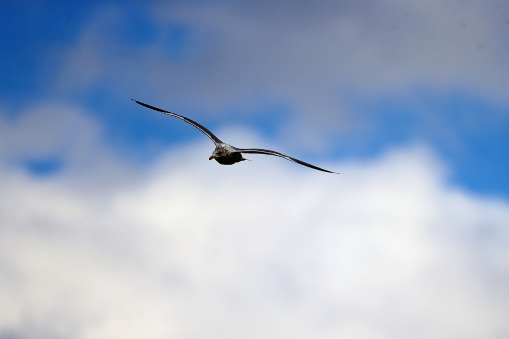 青空とセグロカモメ-7