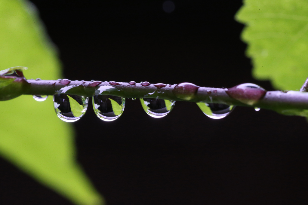 葉っぱが五枚見えました