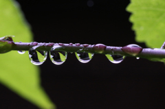 葉っぱが五枚見えました