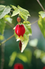 一年中咲いてます