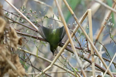 メジロ飛び出し