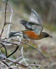アカハラ飛行中