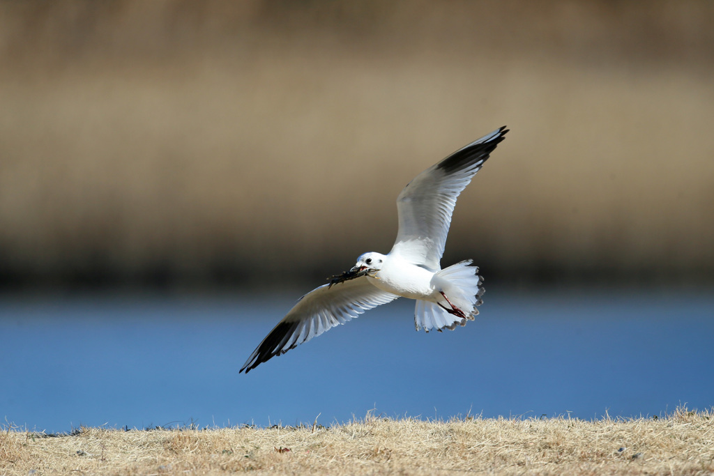 大きなカニさんゲット