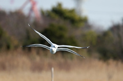 トンボの羽みたい