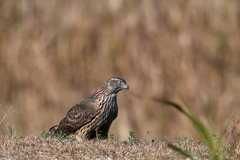 オオタカ幼鳥定番