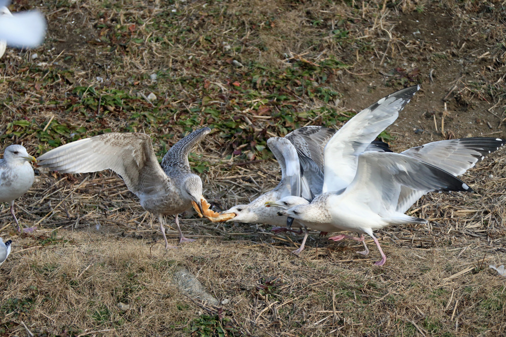 あのパン横取りしような