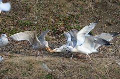 あのパン横取りしような