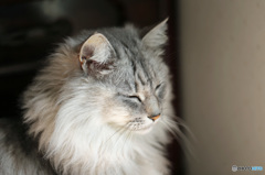 じにゃんの横顔-3