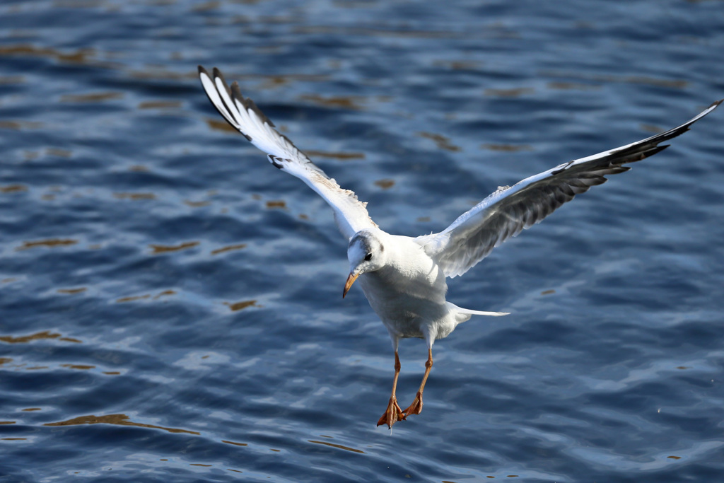 ユリカモメ着水