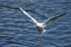 ユリカモメ着水