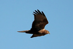 青空にチュウヒ