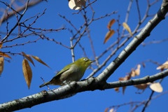 青空とメジロ