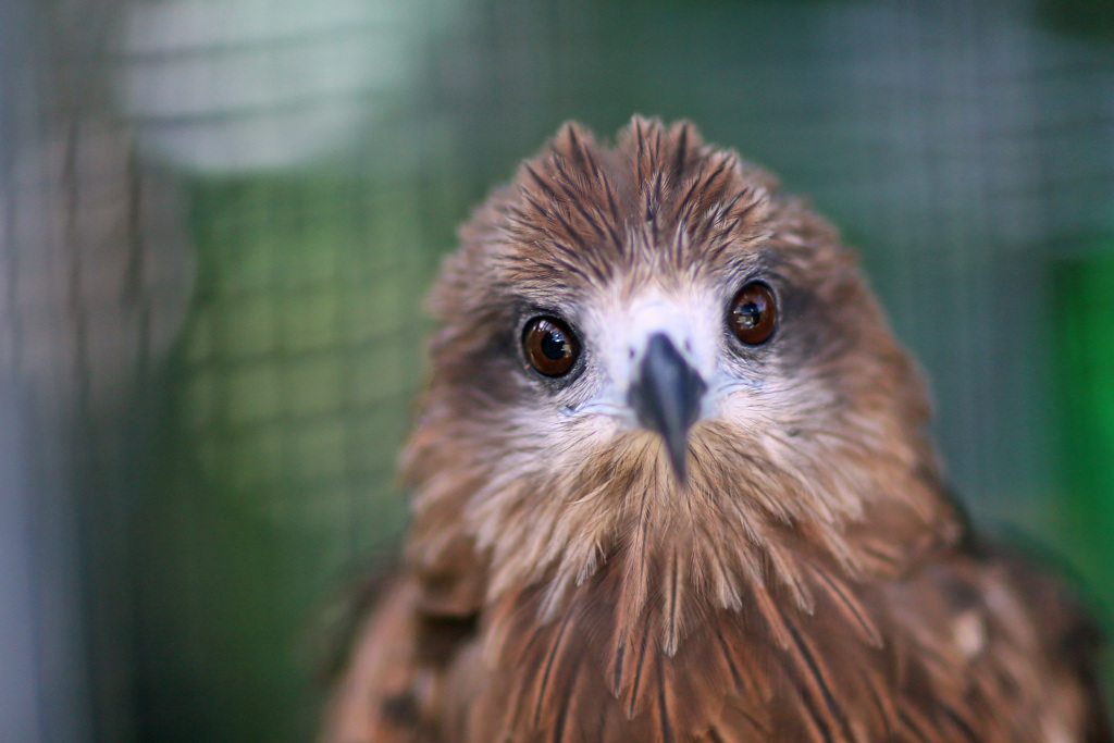 ポートレート-1